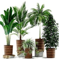 Plants collection 356