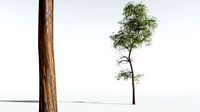 EVERYPlant Muira Puama 11 --15 Models--