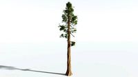 EVERYPlant Coastal Redwood SINGLE --1 Model--