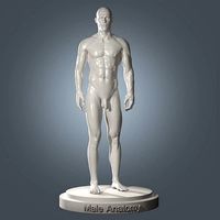 Human Body Anatomy and Skeleton Base Mesh