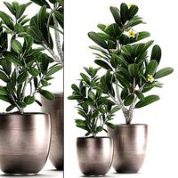 Ornamental Plants in a pot for the interior 687