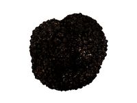 Photorealistic Truffle 3D Scan