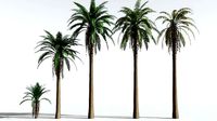 EVERYPlant Date Palm EXT --24 Models--