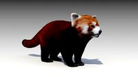 Red Panda