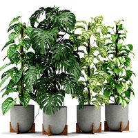 Plants collection 355