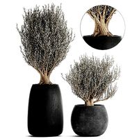 Olive trees in a black flowerpots 809