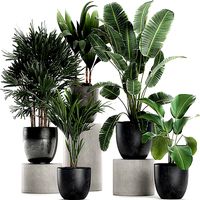 Plants in a black pot for the interior 686
