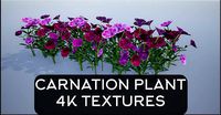 Carnation Flower Plant 4K