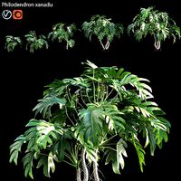 Philodendron xanadu