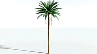 EVERYPlant African Oil Palm SINGLE --1 Model--