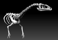 coelophysis half skeleton
