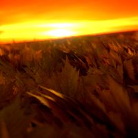 Fall Scene