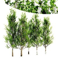 Lombardy Poplar tree collection 5 trees in the scene