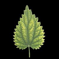 Nettle leaf