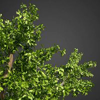 2021 PBR Tropical Almond Collection - Terminalia Catappa