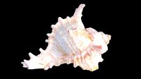 Murex Sea Shell