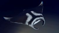 Realistic Giant Manta Ray - Mobula birostris