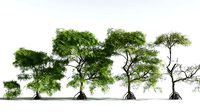 EVERYPlant Red Mangrove EXT --24 Models--