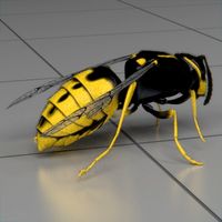 wasp animated