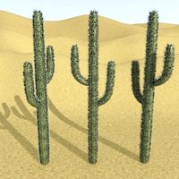 cactus