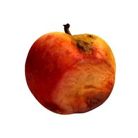 rotten apple