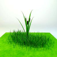 Cattail Low-poly 3D model