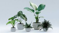Plant Pack 1