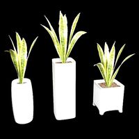 Snake plant sansevieria with pot