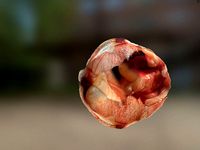 PBR Material Texture set 038 Flash Body Skin Tendon Blood Woun