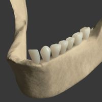 Lower Jawbone and teeth