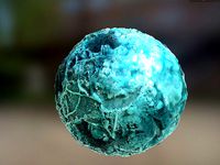 PBR Material Texture set 015 Fantasy Plant Groun