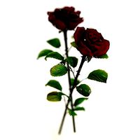 Red Rose with detailed petals