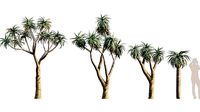 Aloidendron Pillansii - Giant Quiver Tree - 02