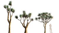 Aloe Pillansi - Giant Quiver Tree - Bastard Quiver Tree - 01