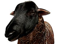 Black Sheep Rigged