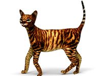 3D Cat Rigged model game ready