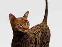 3D Cat Rigged model game ready