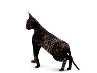3D Black cat Rigged model