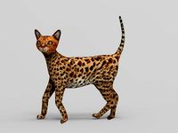 3D Cat Rigged model