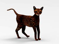 3D Cat Rigged model low poly