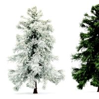 Alaska Cedar-Spring to Winter tree collection 1tree in the scene