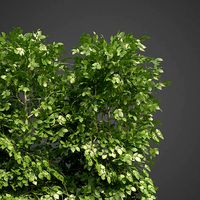 2021 PBR European Hornbeam Hedges Collection - Carpinus Betulus