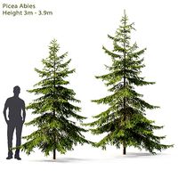 Picea 04