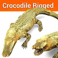 3D Crocodile Rigged Model
