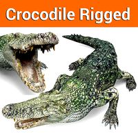 Rigged Crocodile 3d Model