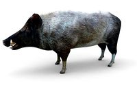 low poly model Boar 3d Rigged