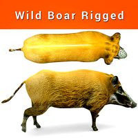 3D Wild Boar Rigged 3D Model