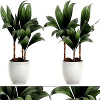 Cocos nucifera palm for the interior in white pot 679