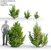 Juniperus Communis 04
