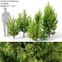 Juniperus Communis 03